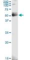 GDP-Mannose 4,6-Dehydratase antibody, H00002762-D01P, Novus Biologicals, Western Blot image 