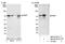 URI1 Prefoldin Like Chaperone antibody, NB100-59777, Novus Biologicals, Western Blot image 