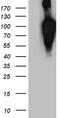 Brain Enriched Guanylate Kinase Associated antibody, LS-C795637, Lifespan Biosciences, Western Blot image 
