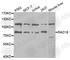 RAD18 E3 Ubiquitin Protein Ligase antibody, A5380, ABclonal Technology, Western Blot image 