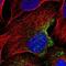 EPS8 Like 3 antibody, NBP2-13966, Novus Biologicals, Immunofluorescence image 