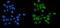 Poly(ADP-Ribose) Polymerase 1 antibody, M00122-5, Boster Biological Technology, Immunofluorescence image 