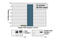 Platelet Derived Growth Factor Receptor Beta antibody, 7345C, Cell Signaling Technology, Enzyme Linked Immunosorbent Assay image 