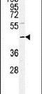 DNA Polymerase Delta Interacting Protein 2 antibody, PA5-14613, Invitrogen Antibodies, Western Blot image 