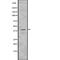 Protein Kinase CAMP-Activated Catalytic Subunit Beta antibody, abx217935, Abbexa, Western Blot image 