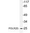 RNA Polymerase II Subunit E antibody, LS-C177365, Lifespan Biosciences, Western Blot image 