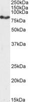 Transcription Factor Like 5 antibody, 46-475, ProSci, Enzyme Linked Immunosorbent Assay image 