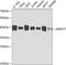 WD Repeat Domain 77 antibody, 23-974, ProSci, Western Blot image 