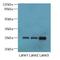 Transmembrane Protein 65 antibody, LS-C394829, Lifespan Biosciences, Western Blot image 