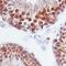 Prolactin antibody, AF682, R&D Systems, Immunohistochemistry paraffin image 