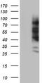 Carcinoembryonic Antigen Related Cell Adhesion Molecule 5 antibody, TA803249S, Origene, Western Blot image 
