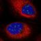 BCAM antibody, HPA005654, Atlas Antibodies, Immunofluorescence image 