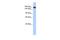 WD Repeat Domain 66 antibody, PA5-43884, Invitrogen Antibodies, Western Blot image 