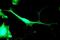 Potassium Voltage-Gated Channel Subfamily J Member 2 antibody, ab109750, Abcam, Immunocytochemistry image 