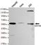 GATA Binding Protein 6 antibody, M00778, Boster Biological Technology, Western Blot image 