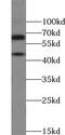 TSC22 Domain Family Member 4 antibody, FNab09037, FineTest, Western Blot image 