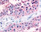 Gap Junction Protein Alpha 1 antibody, TA341124, Origene, Immunohistochemistry paraffin image 