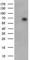 Spring antibody, TA800054BM, Origene, Western Blot image 