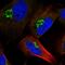 Ring Finger Protein 157 antibody, HPA021991, Atlas Antibodies, Immunofluorescence image 