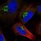 RING finger protein 157 antibody, HPA021991, Atlas Antibodies, Immunofluorescence image 