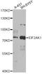 Eukaryotic Translation Initiation Factor 2 Alpha Kinase 1 antibody, LS-C749131, Lifespan Biosciences, Western Blot image 