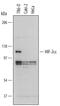 HIF-2-alpha antibody, MAB2886, R&D Systems, Western Blot image 