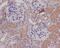 Nitric Oxide Synthase 1 antibody, M01070, Boster Biological Technology, Immunohistochemistry paraffin image 