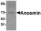 KAL antibody, LS-B7108, Lifespan Biosciences, Western Blot image 