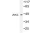 Mitogen-Activated Protein Kinase 9 antibody, LS-C177015, Lifespan Biosciences, Western Blot image 