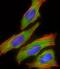 Dopamine Beta-Hydroxylase antibody, A01110-2, Boster Biological Technology, Immunofluorescence image 