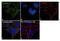 SPG11 Vesicle Trafficking Associated, Spatacsin antibody, 711811, Invitrogen Antibodies, Immunocytochemistry image 