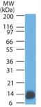 S100 Calcium Binding Protein A1 antibody, NBP2-33168, Novus Biologicals, Western Blot image 