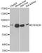 Enoyl-CoA Hydratase And 3-Hydroxyacyl CoA Dehydrogenase antibody, LS-C748535, Lifespan Biosciences, Western Blot image 