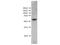 Kynurenine 3-monooxygenase antibody, A05469, Boster Biological Technology, Western Blot image 