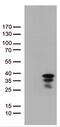 Vestigial Like Family Member 1 antibody, CF810723, Origene, Western Blot image 