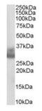 Cathepsin F antibody, orb19041, Biorbyt, Western Blot image 