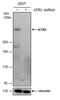 ATRX Chromatin Remodeler antibody, MA5-27732, Invitrogen Antibodies, Western Blot image 