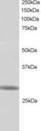 Ring Finger Protein 141 antibody, 46-617, ProSci, Western Blot image 