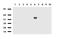 Cytochrome P450 Family 1 Subfamily A Member 2 antibody, UM500073, Origene, Western Blot image 