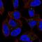 Dermatopontin antibody, NBP2-56549, Novus Biologicals, Immunocytochemistry image 