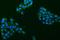 Acid Sensing Ion Channel Subunit 2 antibody, A04055-1, Boster Biological Technology, Immunocytochemistry image 