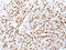 C-Terminal Binding Protein 2 antibody, CSB-PA062537, Cusabio, Immunohistochemistry frozen image 