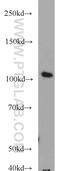 Elongin A antibody, 10502-1-AP, Proteintech Group, Western Blot image 