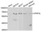 Integrator Complex Subunit 11 antibody, LS-C334797, Lifespan Biosciences, Western Blot image 