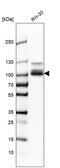 Chloride Voltage-Gated Channel 5 antibody, HPA003213, Atlas Antibodies, Western Blot image 