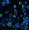 Beta-Secretase 1 antibody, NBP1-77307, Novus Biologicals, Immunofluorescence image 