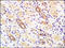 Insulin Receptor antibody, 250724, Abbiotec, Immunohistochemistry paraffin image 