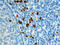 S100 Calcium Binding Protein A12 antibody, AF1052, R&D Systems, Immunohistochemistry frozen image 
