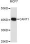 Calcium Activated Nucleotidase 1 antibody, abx126849, Abbexa, Western Blot image 