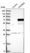 MAGE Family Member E2 antibody, NBP1-81764, Novus Biologicals, Western Blot image 